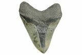 Serrated, Fossil Megalodon Tooth - South Carolina #362434-1